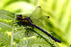 Hylogomphus abbreviatus