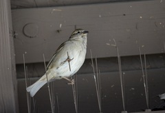 Passer domesticus