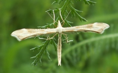 Gillmeria pallidactyla