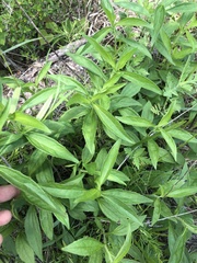 Rudbeckia terranigrae