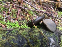 Pseudoplectania melaena