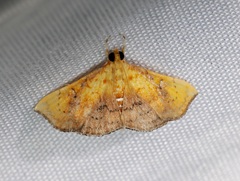 Hyalobathra micralis