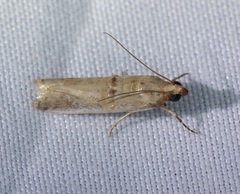 Hypargyria metalliferella