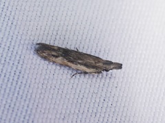 Hypatima venefica