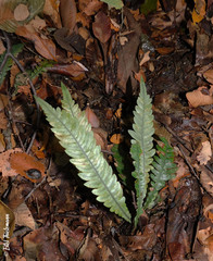 Blechnum mochaenum