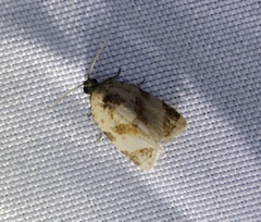 Neocalyptis liratana