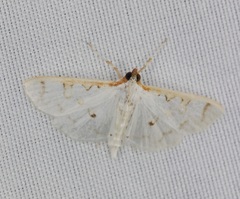 Palpita minuscula