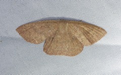 Perixera minorata