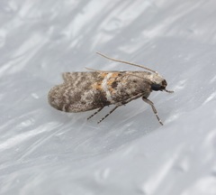 Sacculocornutia