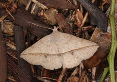 Ugia insuspecta