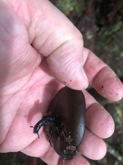 Pseudoplectania melaena