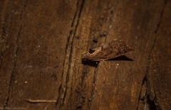 Glyphidoptera insignana