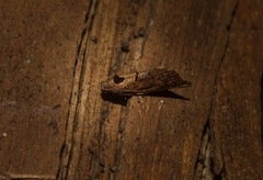 Glyphidoptera insignana