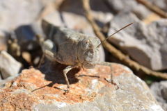 Oedipoda germanica meridionalis
