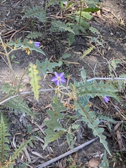 Solanum pyracanthos