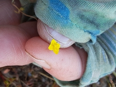 Cicendia quadrangularis