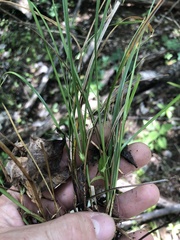 Carex superata