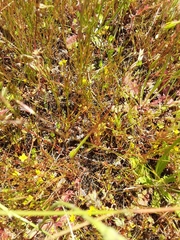 Cicendia quadrangularis