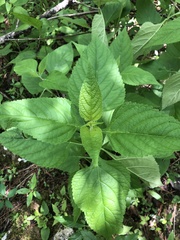 Salvia chapmanii