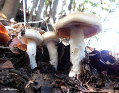 Cortinarius austroturmalis