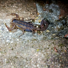 Centruroides suffusus