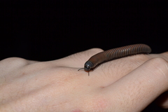 Acanthoiulus fuscipes