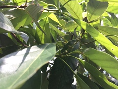 Lithocarpus glaber