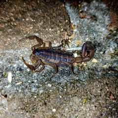 Centruroides suffusus