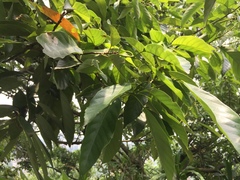 Lithocarpus glaber