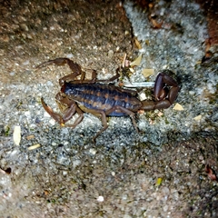 Centruroides suffusus