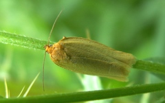 Zelotherses paleana