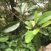 Michelia compressa formosana - Photo (c) hyhuang,  זכויות יוצרים חלקיות (CC BY-NC), הועלה על ידי hyhuang