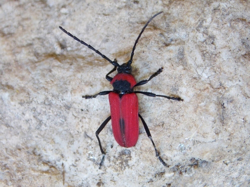 Purpuricène de Kaehler