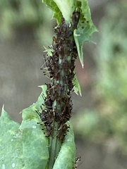 Uroleucon sonchi