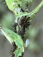 Uroleucon sonchi