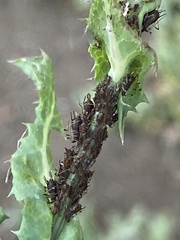 Uroleucon sonchi