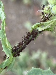 Uroleucon sonchi