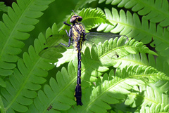 Hylogomphus abbreviatus