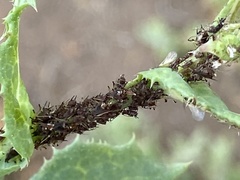 Uroleucon sonchi
