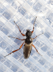 Bibio xanthopus