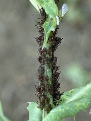 Uroleucon sonchi