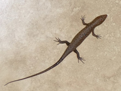 Trachylepis brevicollis