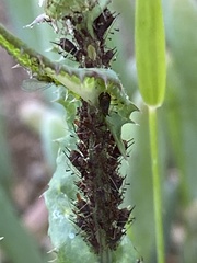 Uroleucon sonchi