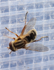Anasimyia anausis