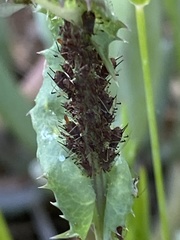 Uroleucon sonchi