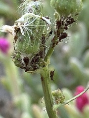 Uroleucon sonchi