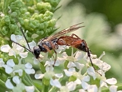 Agrothereutina