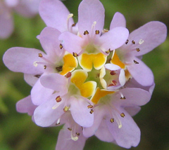 Melanospermum foliosum image