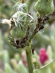 Uroleucon sonchi