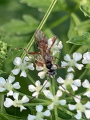 Agrothereutina